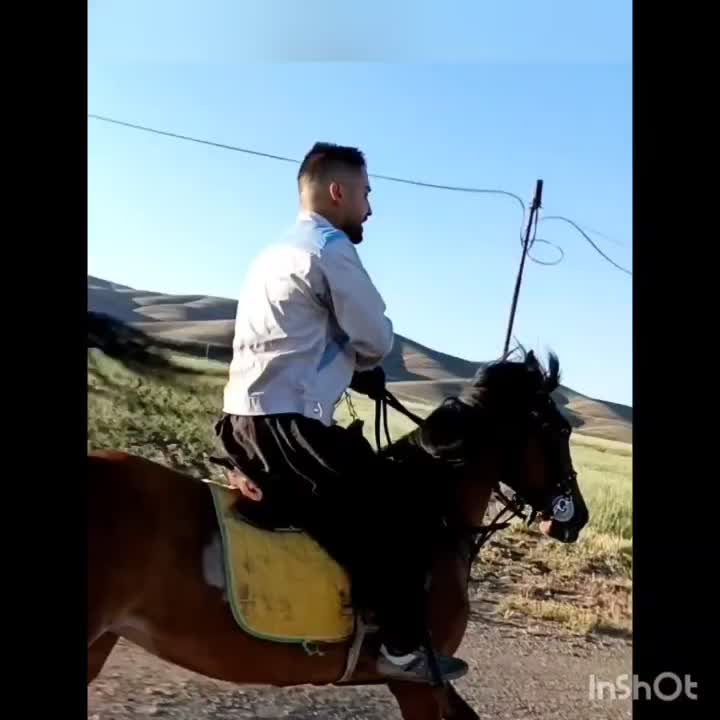 اسب|اسب و تجهیزات اسب‌سواری|همدان, |دیوار