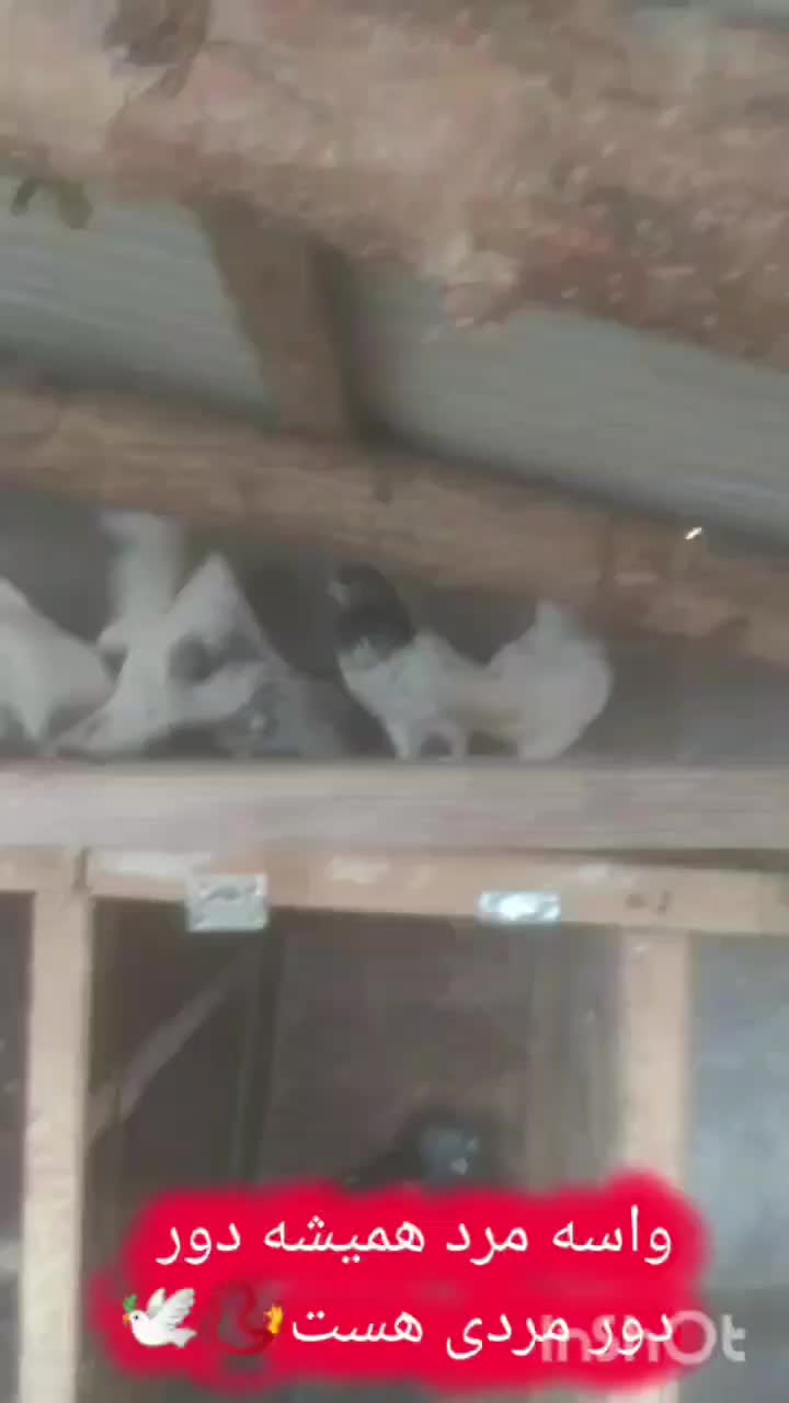 معاوضه با مسافتی|پرنده|لاهیجان, گلستان|دیوار