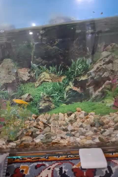 آکواریوم شیشه خم|ماهی|میاندوآب, |دیوار