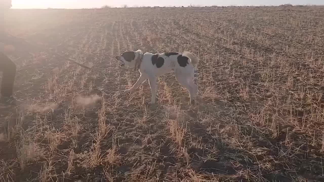 گله گرد و همه چی تمام|سگ|سلفچگان, |دیوار