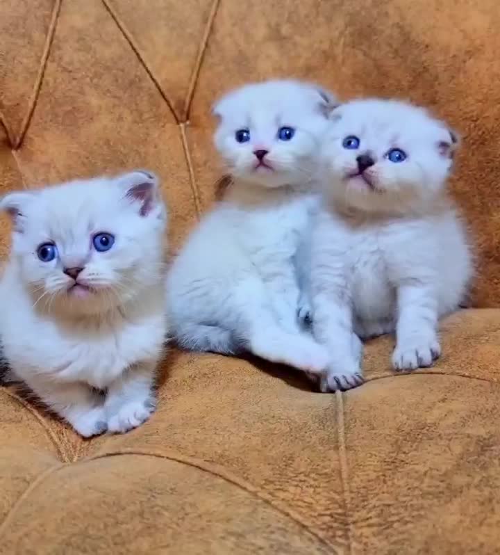 اسکاتیش فولد سیلور چشم آبی|گربه|تهران, مدائن|دیوار