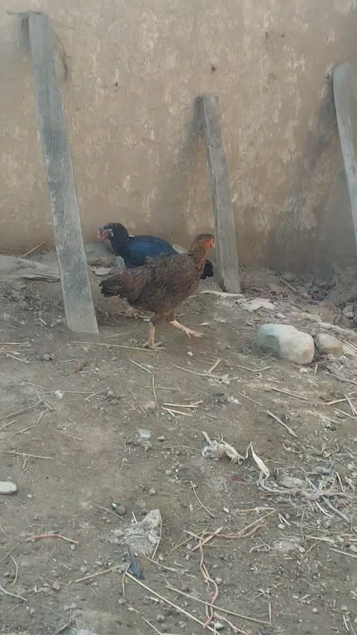 مرغ لاری|حیوانات مزرعه|نگین شهر, |دیوار