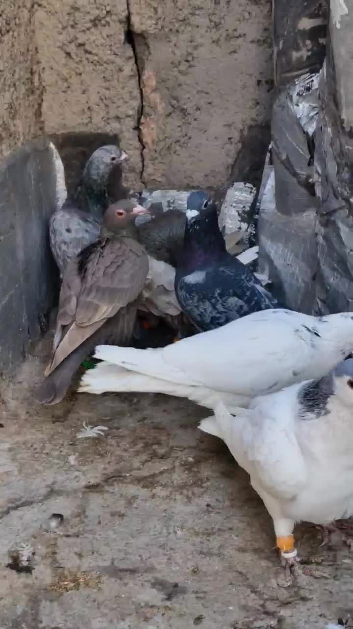 ۹ عدد پرشی دیوانه|پرنده|قزوین, |دیوار