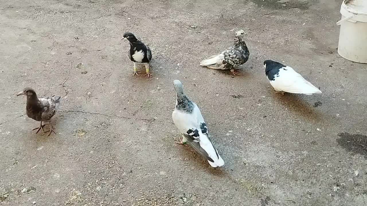 هفرنگ دمسفیدماده|پرنده|محمدیه-قزوین, |دیوار