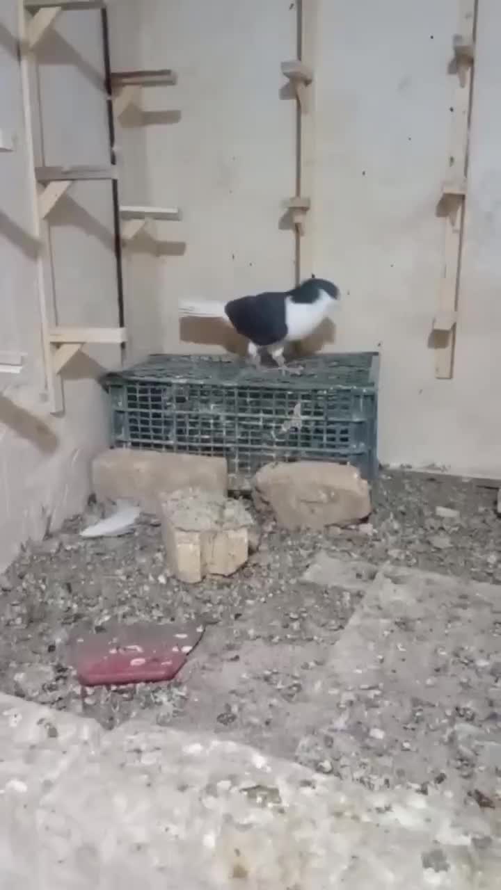 ساده هفرنگ جفتگاه|پرنده|رضویه, |دیوار