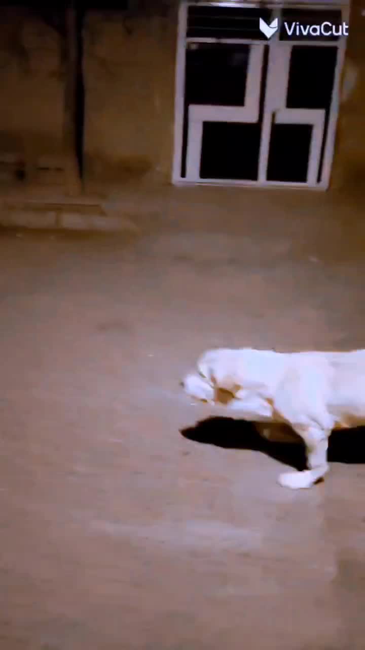 پژدر فریمان|سگ|قلندر آباد, |دیوار