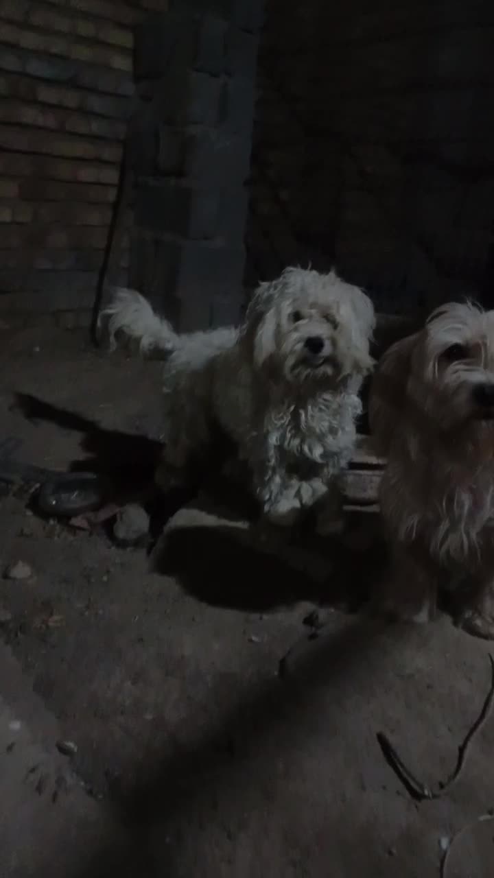 واگذاری سگ شیتزو پودل نر|سگ|کلاله, |دیوار