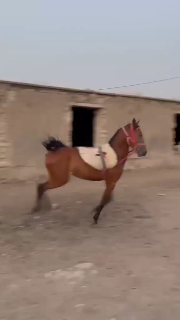 اسب|اسب و تجهیزات اسبسواری|نورآباد ممسنی, |دیوار
