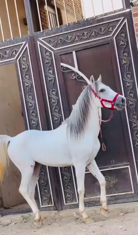 سیلمی کرد|اسب و تجهیزات اسب‌سواری|یزد, |دیوار