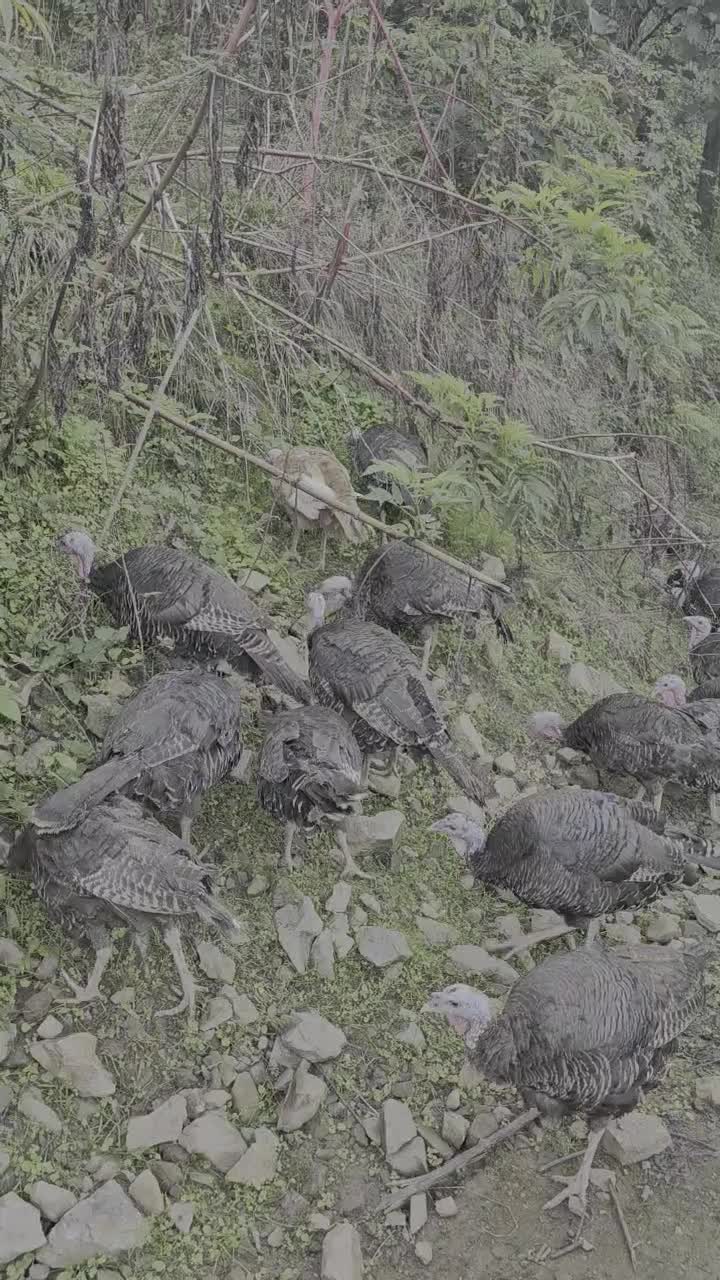 فروش و معاوضه گله جوان بوقلمون مولد برنز|حیوانات مزرعه|لنگرود, |دیوار