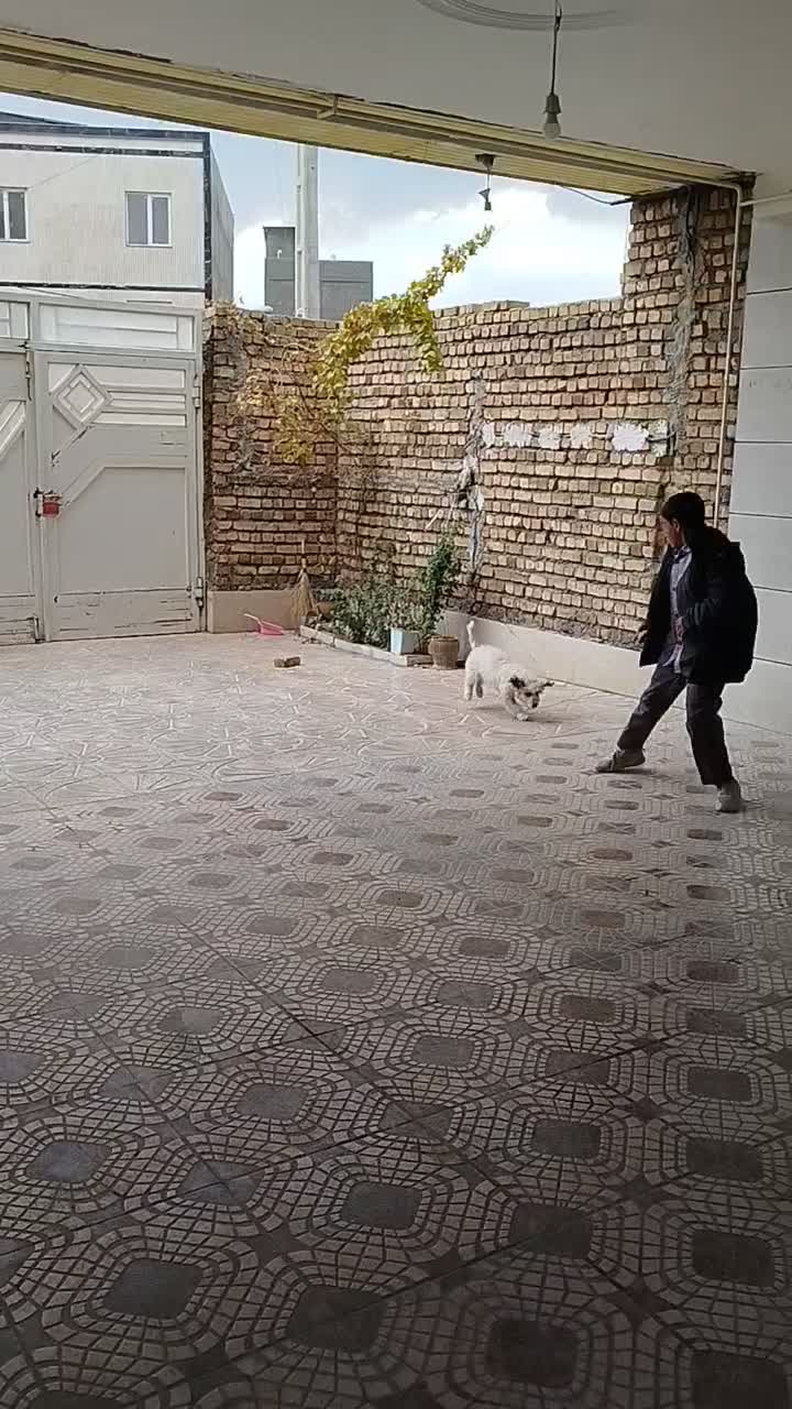 واگذاری سگ|سگ|بروجرد, |دیوار