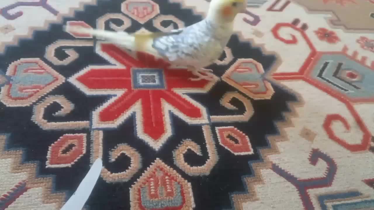 عروس هلندی مولد|پرنده|تهران, شهرک آزادی|دیوار