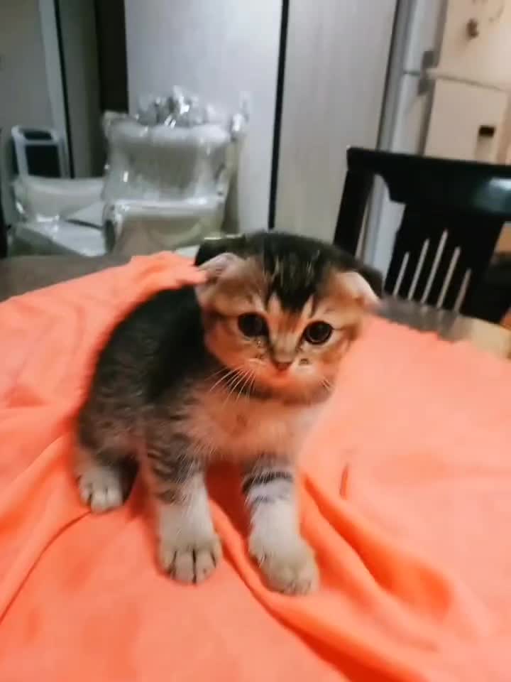 گربه اسکاتیش|گربه|تهران, سردارجنگل|دیوار