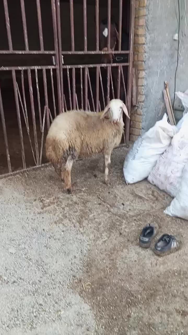 گوسفند بره قوچ|حیوانات مزرعه|بروجرد, |دیوار