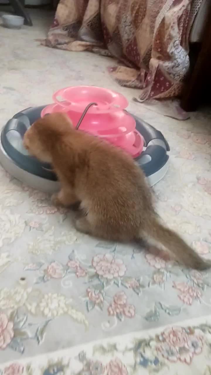 اسکاتیش و بریتیش|گربه|تهران, زیبادشت|دیوار