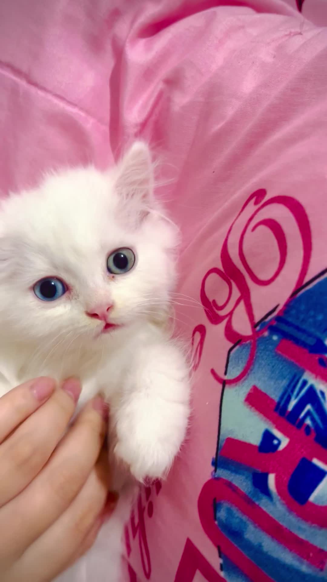 Classic Persian cat|گربه|تبریز, |دیوار