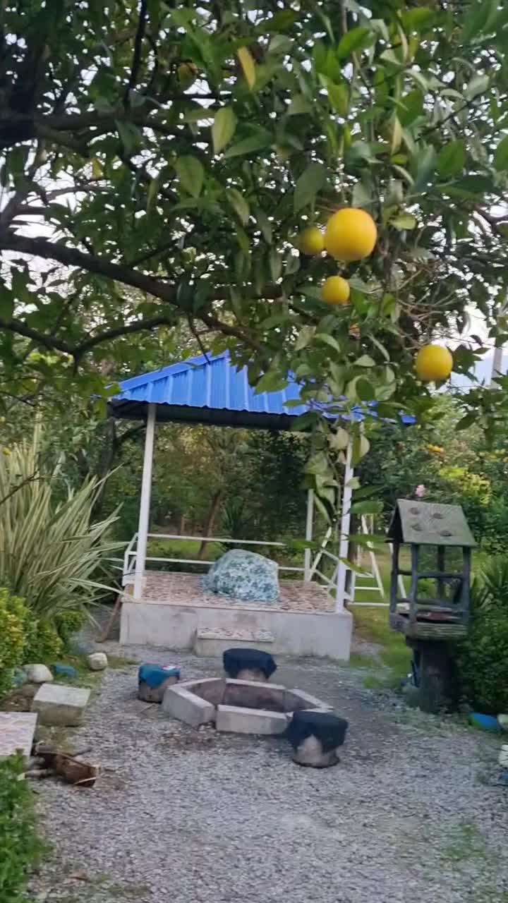 ویلا باغ جنگلی ۵۰۰۰ متر/دربست/نزدیک بام  و دریا|اجارهٔ کوتاه‌مدت ویلا و باغ|نشتارود, |دیوار