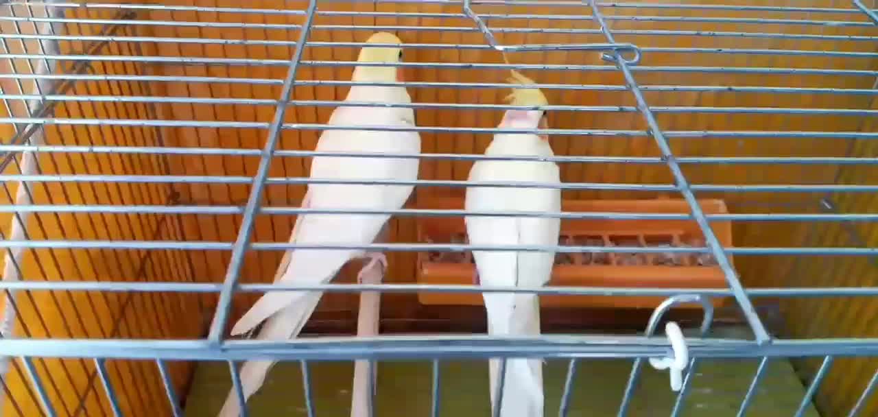 عروس هلندی مولد|پرنده|اصفهان, دشتستان|دیوار