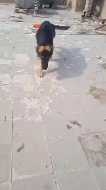 ژرمن ماده مولد|سگ|مسجد سلیمان, |دیوار