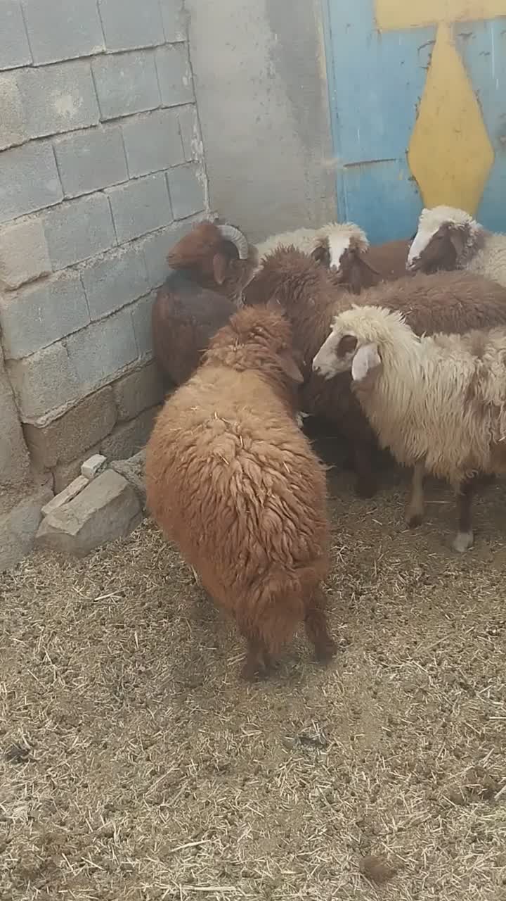 بره نره وماده|حیوانات مزرعه|بندر ماهشهر, |دیوار