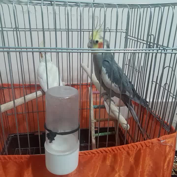 عروس هلندی جفت|پرنده|تهران, بیسیم|دیوار