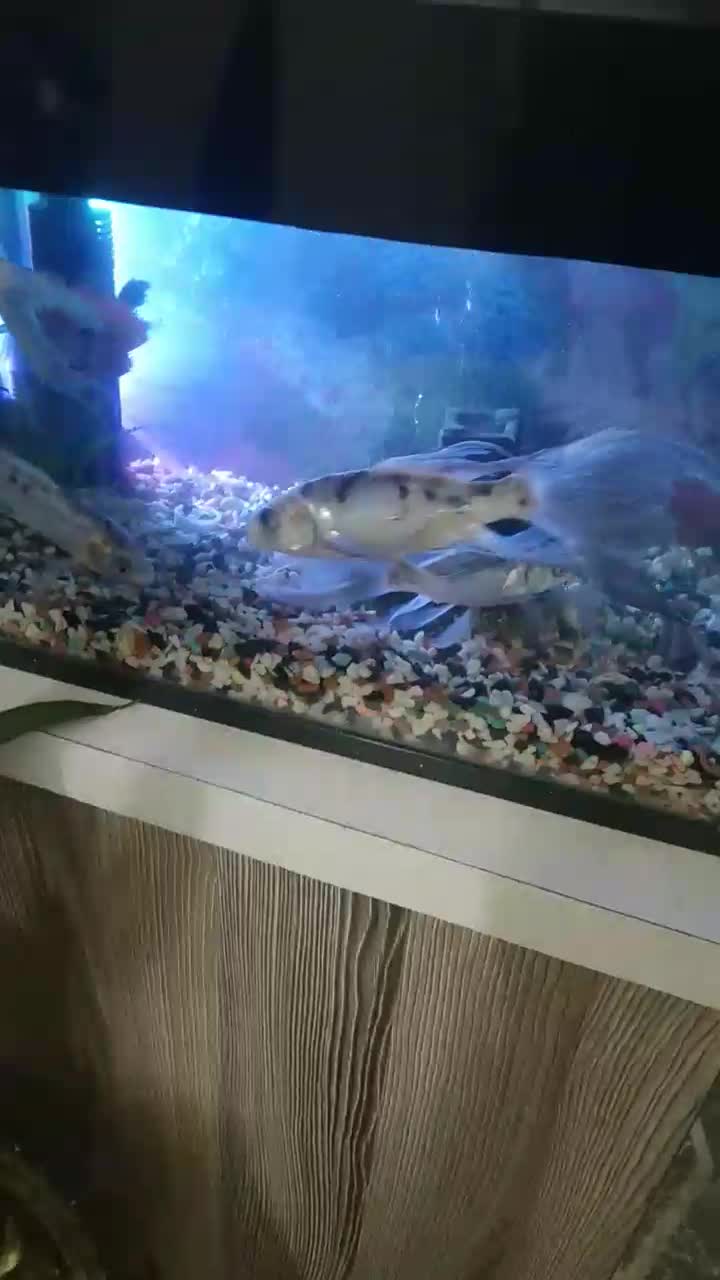 ماهی کوی|ماهی|پاکدشت, پاکدشت (مامازند)|دیوار