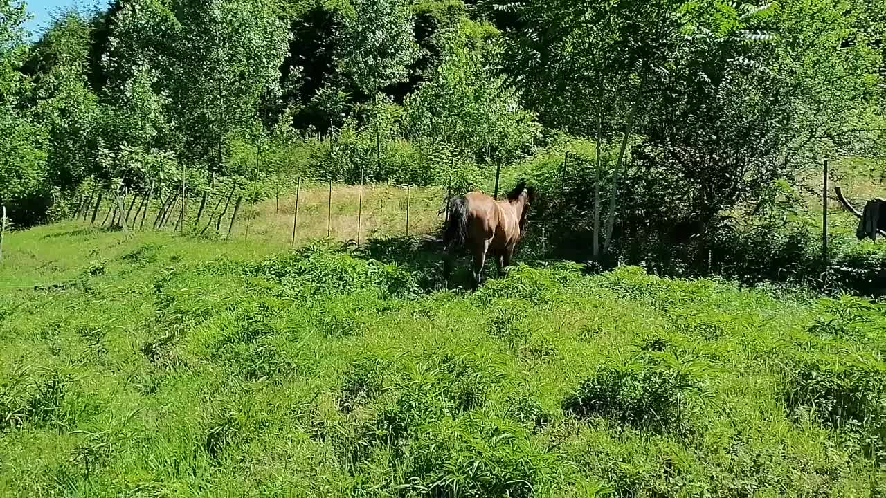 اسب|اسب و تجهیزات اسب‌سواری|تالش, جوکندان|دیوار