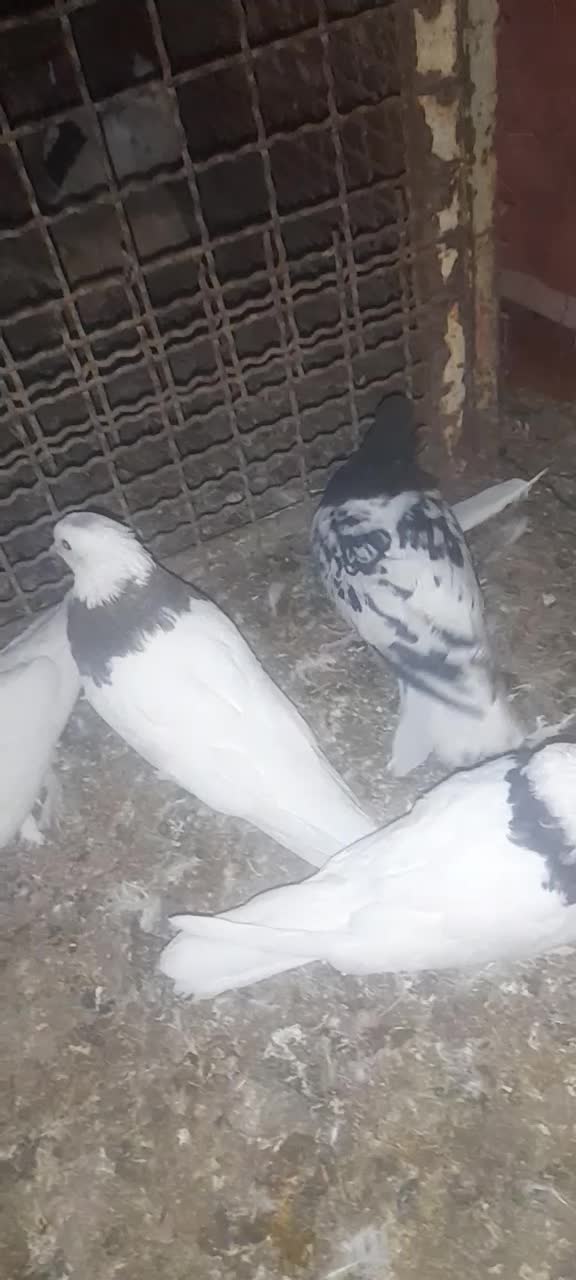 کبوتر ،کفتر|پرنده|شهرآباد, |دیوار