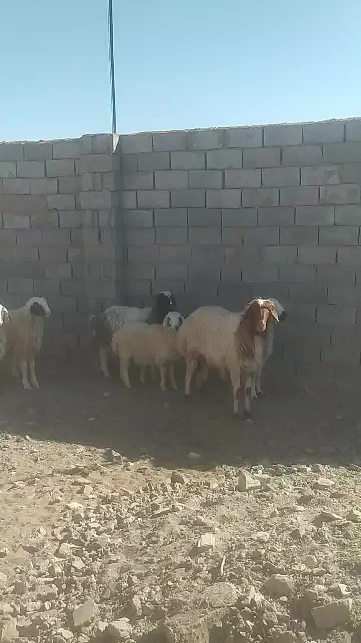 بره قوچی|حیوانات مزرعه|بیرجند, |دیوار
