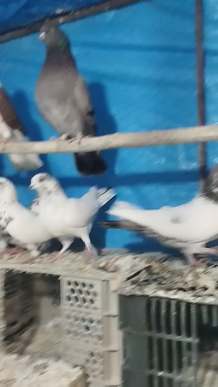 کبوتر|پرنده|سامن, |دیوار