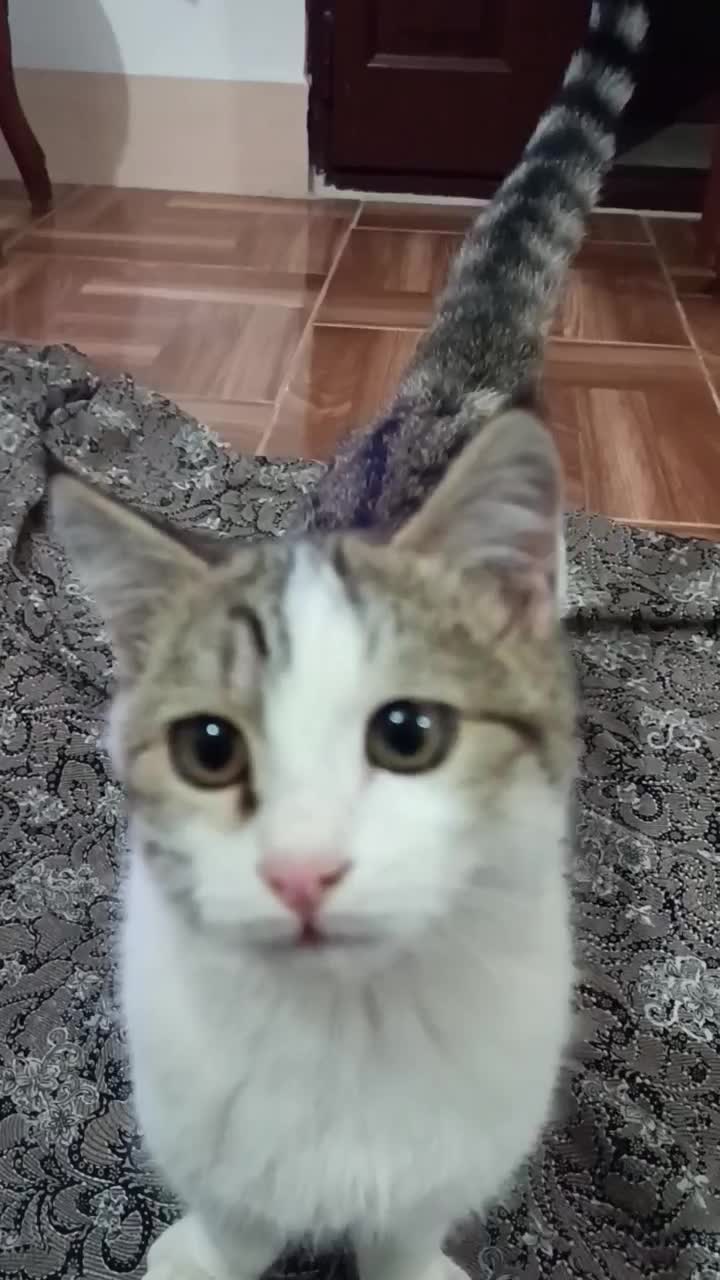 توله گربه DHS|گربه|تبریز, |دیوار