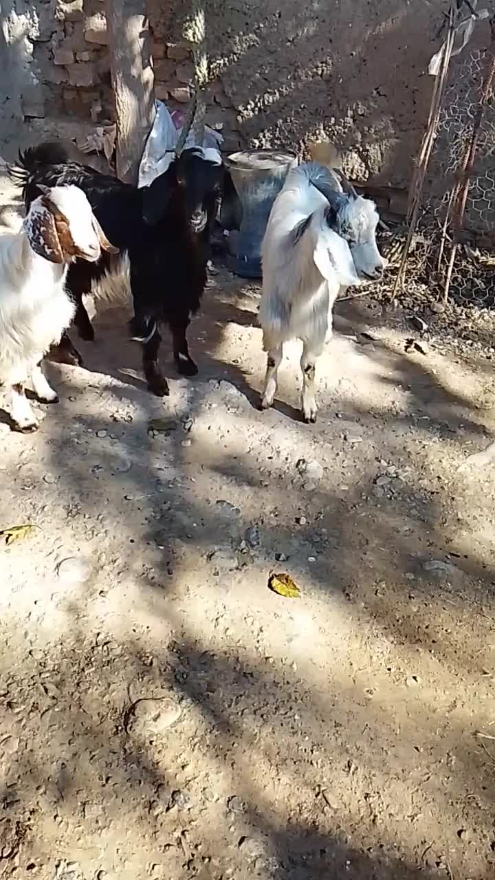 4تا بزغاله سالم و چاق|حیوانات مزرعه|قرق, |دیوار