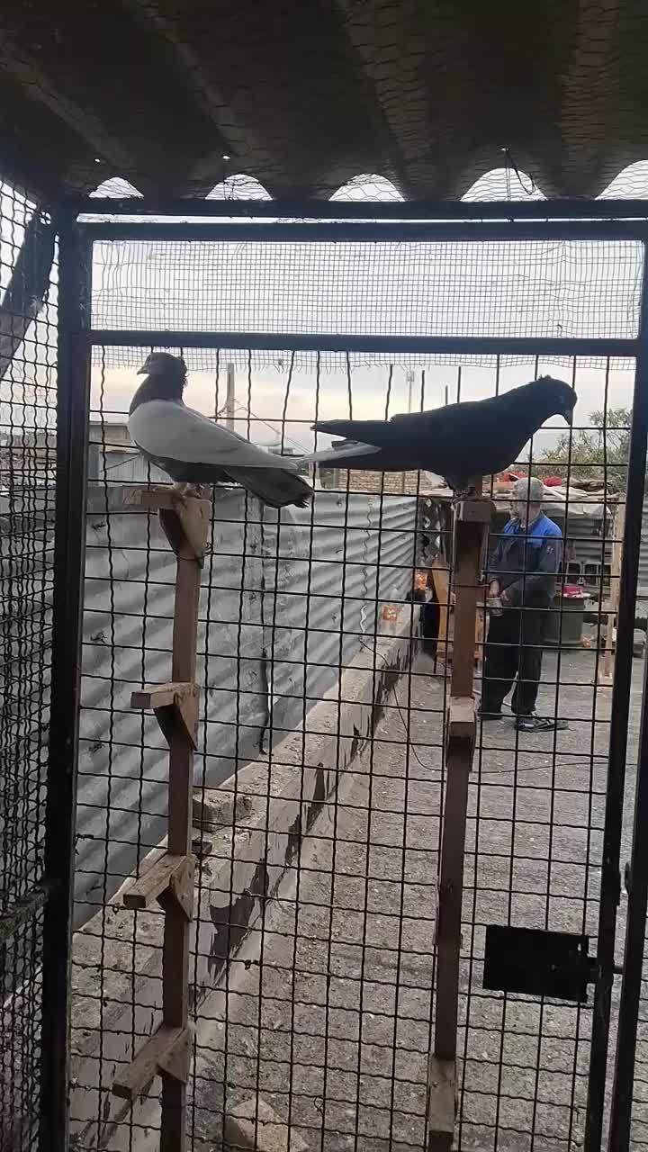 کفتر|پرنده|شیراز, شیشهگری|دیوار