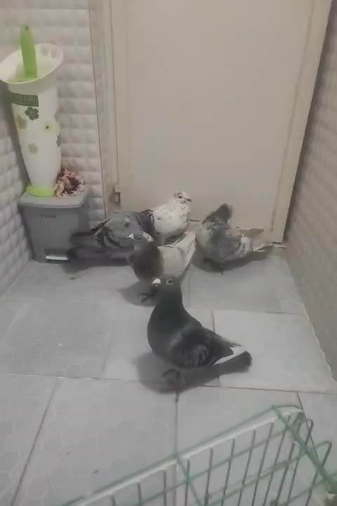 خدمت عشق بازان پنچ عدد کبوتر قلدر ضمانت همه چی|پرنده|نیشابور, ابراهیم ادهم|دیوار