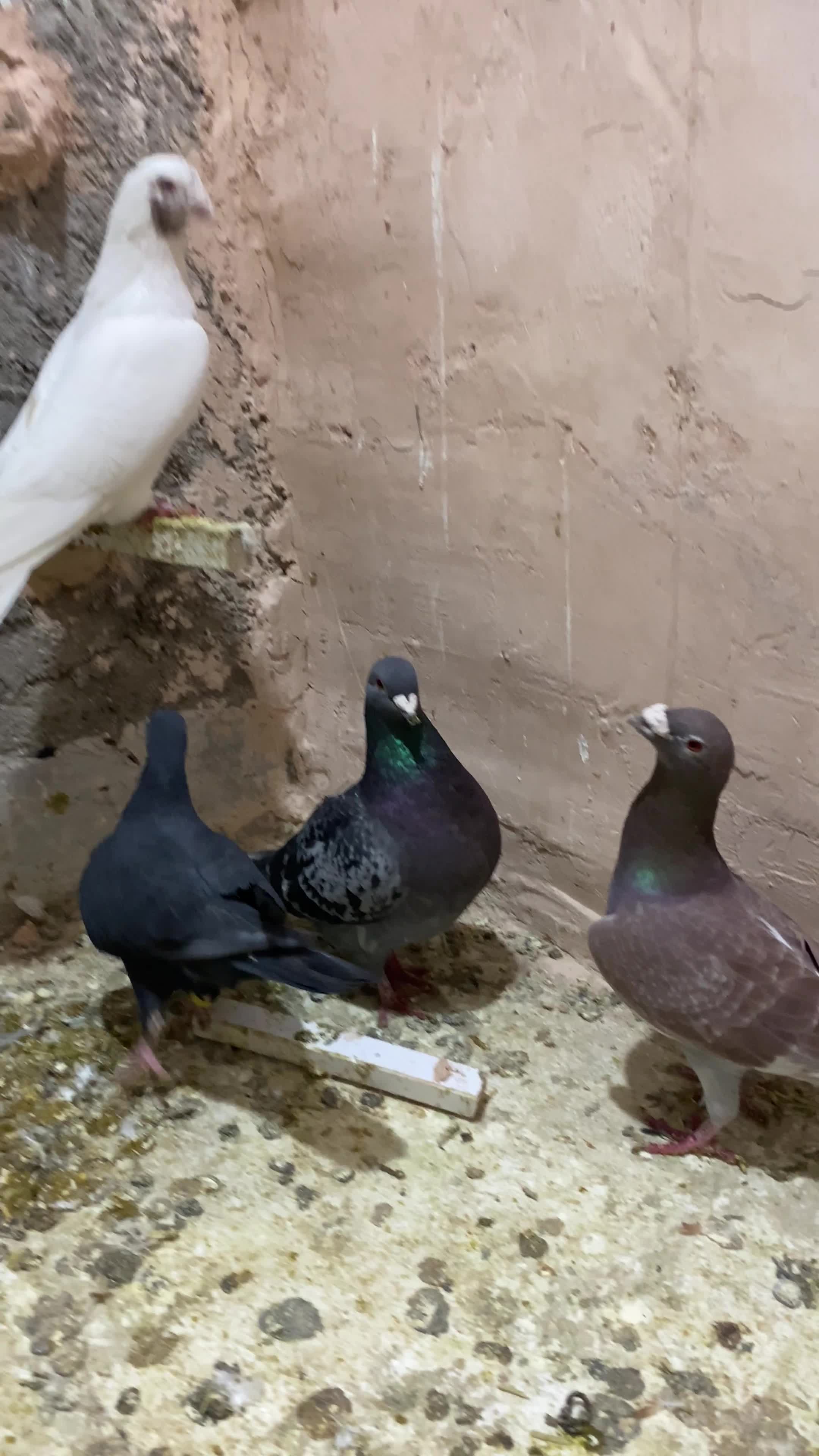 کفتر|پرنده|اسفراین, |دیوار