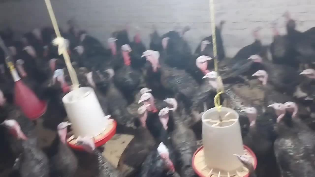 بوقلمون برنز|حیوانات مزرعه|شازند, |دیوار