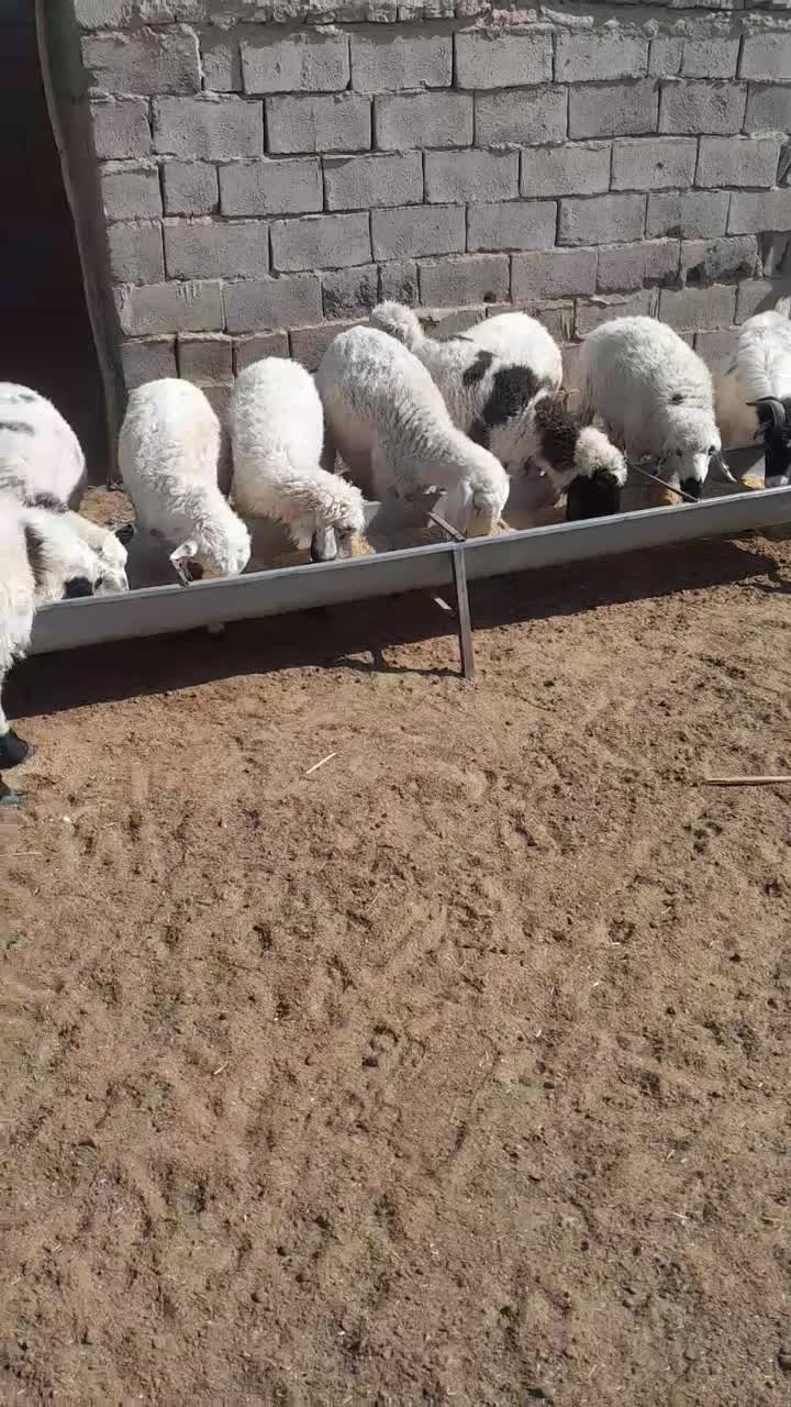 گله فروشی گوسفند وبز زائیده وآبست|حیوانات مزرعه|زاهدان, |دیوار