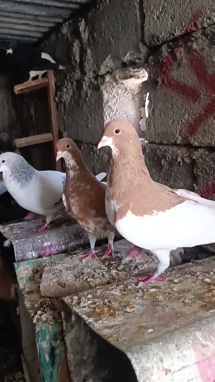 کبوتر رنگی|پرنده|کازرون, |دیوار