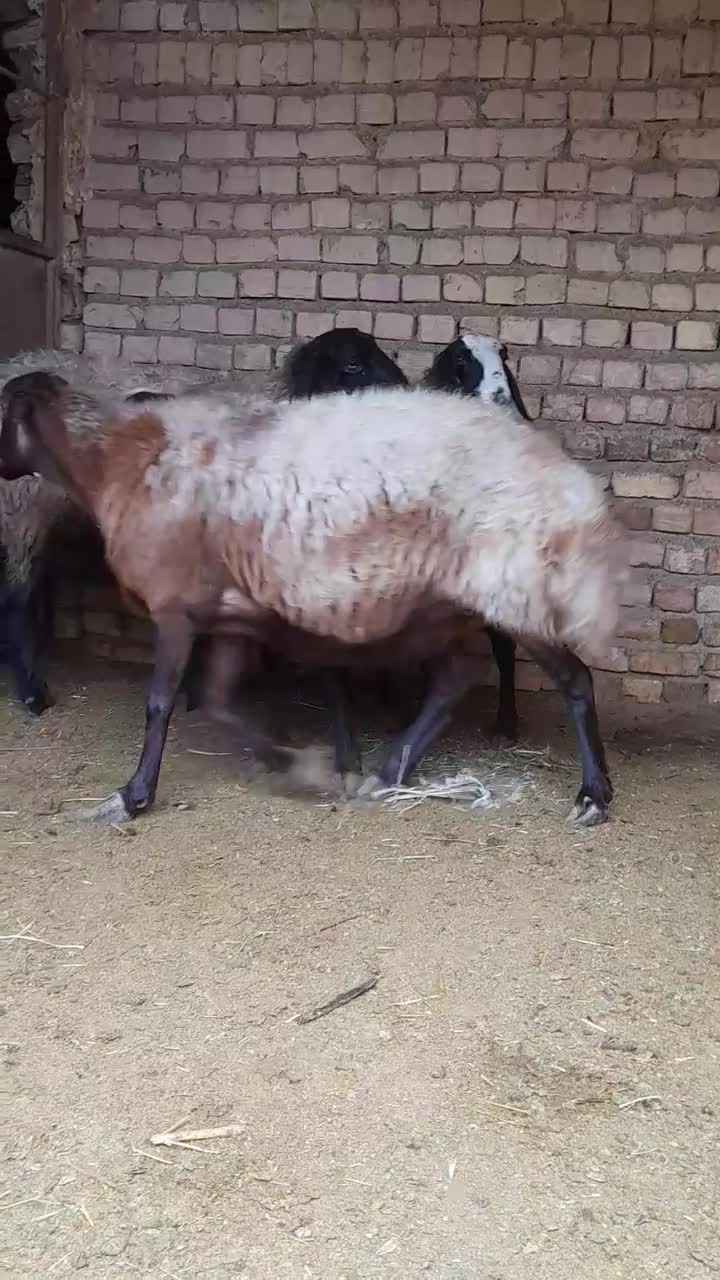 ۴راس میشه شیشک آبستن سنگین سالم و سرحال|حیوانات مزرعه|اسفرورین, |دیوار