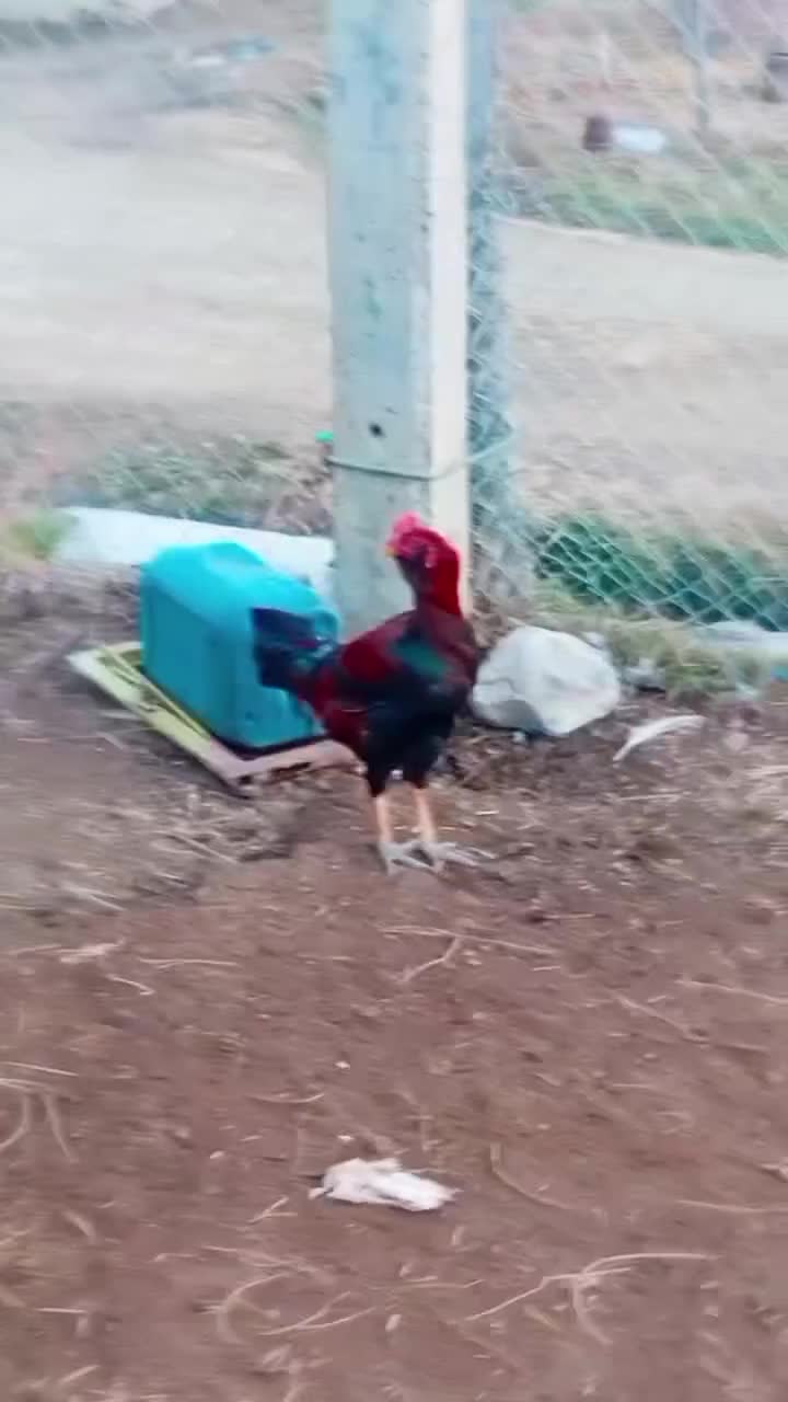 معاوظه با مرغ محلی|حیوانات مزرعه|صومای برادوست, |دیوار