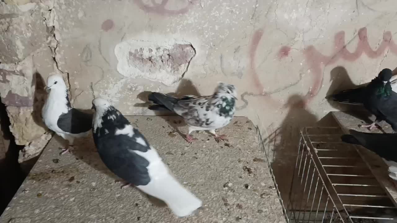 ی مشت کفتر زوکی|پرنده|آران و بیدگل, |دیوار