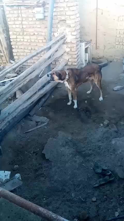 سگ نگهبان|سگ|مشهد, انصار|دیوار