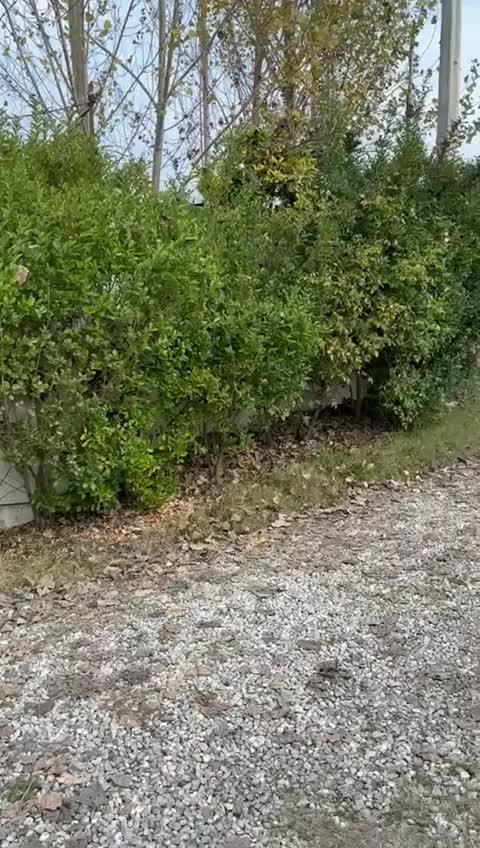 فروش ویلا باغ در منطقه آزاد بابلسر|فروش خانه و ویلا|بهنمیر, |دیوار