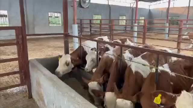 مجموعه گوساله|حیوانات مزرعه|خرمآباد, |دیوار