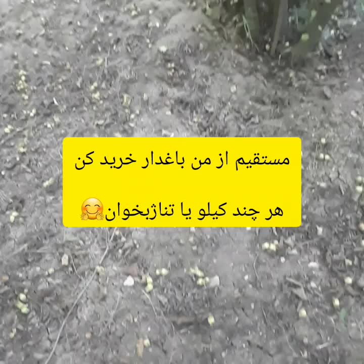 فندوق درج یک از من باغدار بخرید|حراج|لاهیجان, شقایق|دیوار