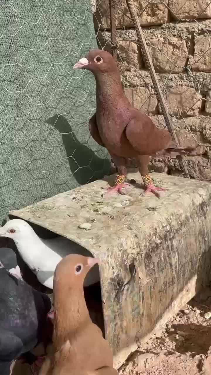 مینا کاکلی و زرد و سرخ|پرنده|مه ولات, |دیوار