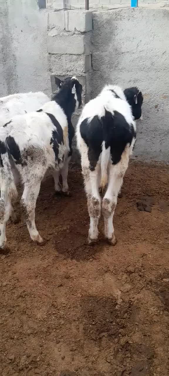 گوساله نر|حیوانات مزرعه|بوئین زهرا, |دیوار