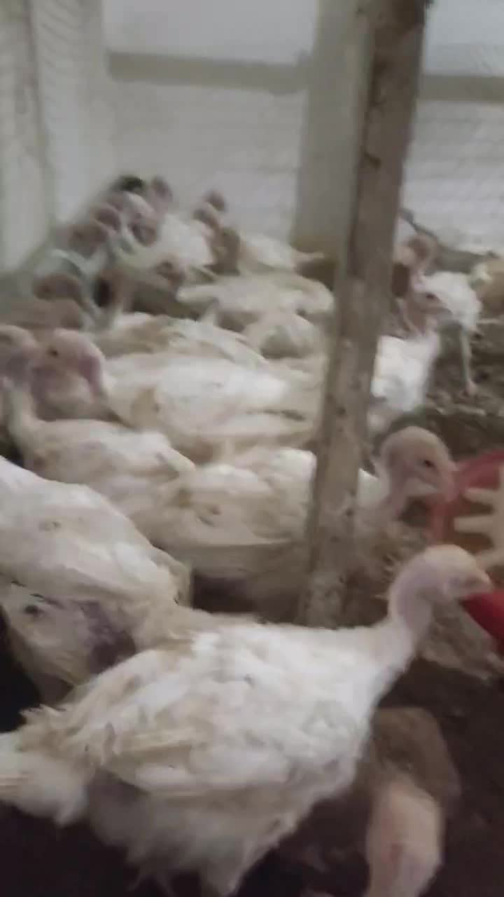 فروش جوجه بوقلمون گوشتی بیوتیک 6|حیوانات مزرعه|بیرجند, |دیوار