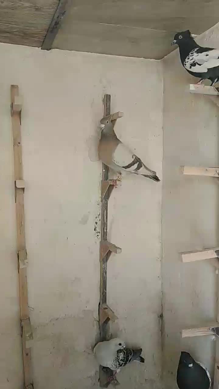 سوسنی وگلی|پرنده|مرودشت, ثبت احوال|دیوار