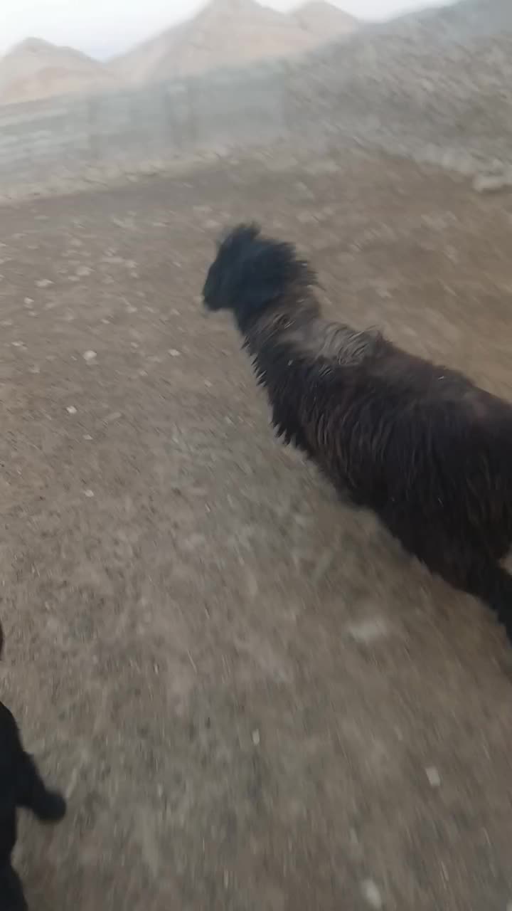 فروش یک عدد بره قوچی امسال بهمن بیگی اصل|حیوانات مزرعه|دهدشت, |دیوار